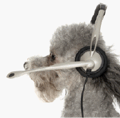 Dog with headset