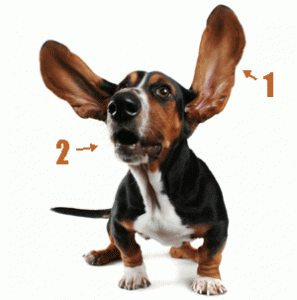 basset with big ears